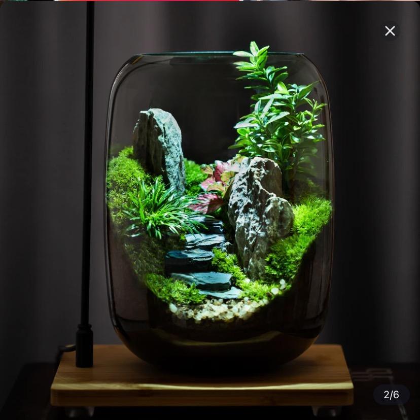 屹桐看烟花