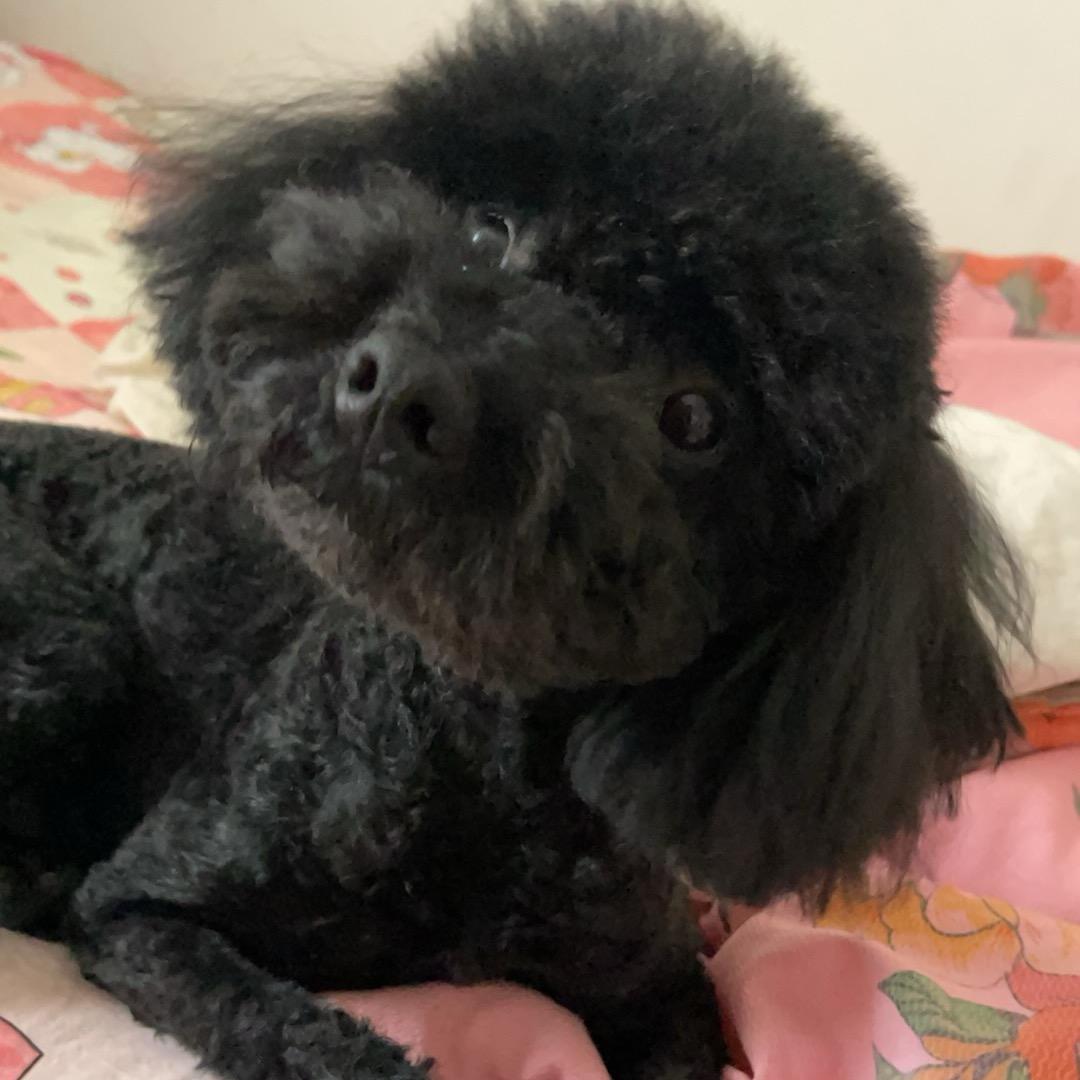 小仙女在歌唱
