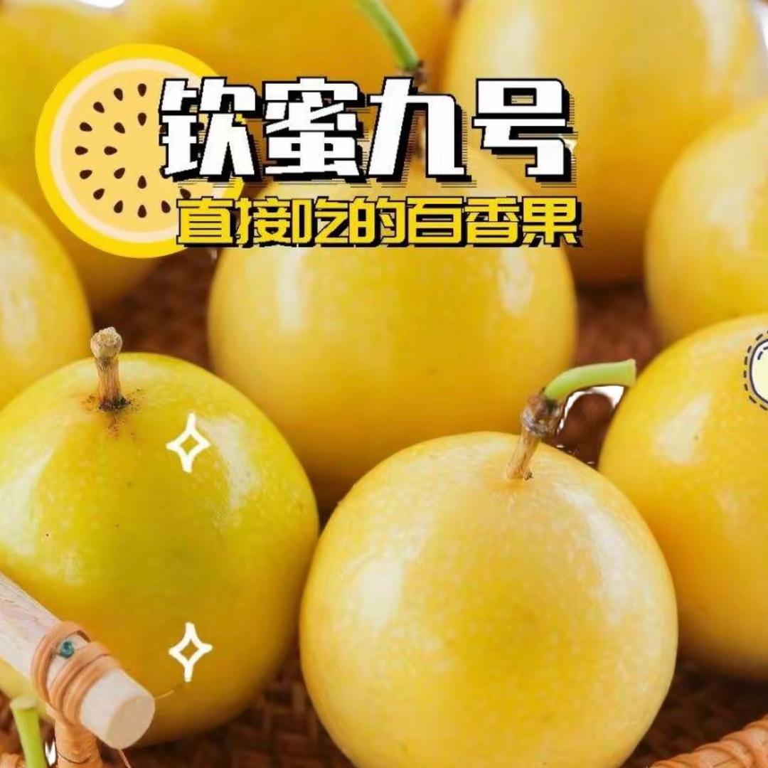 风携乡音