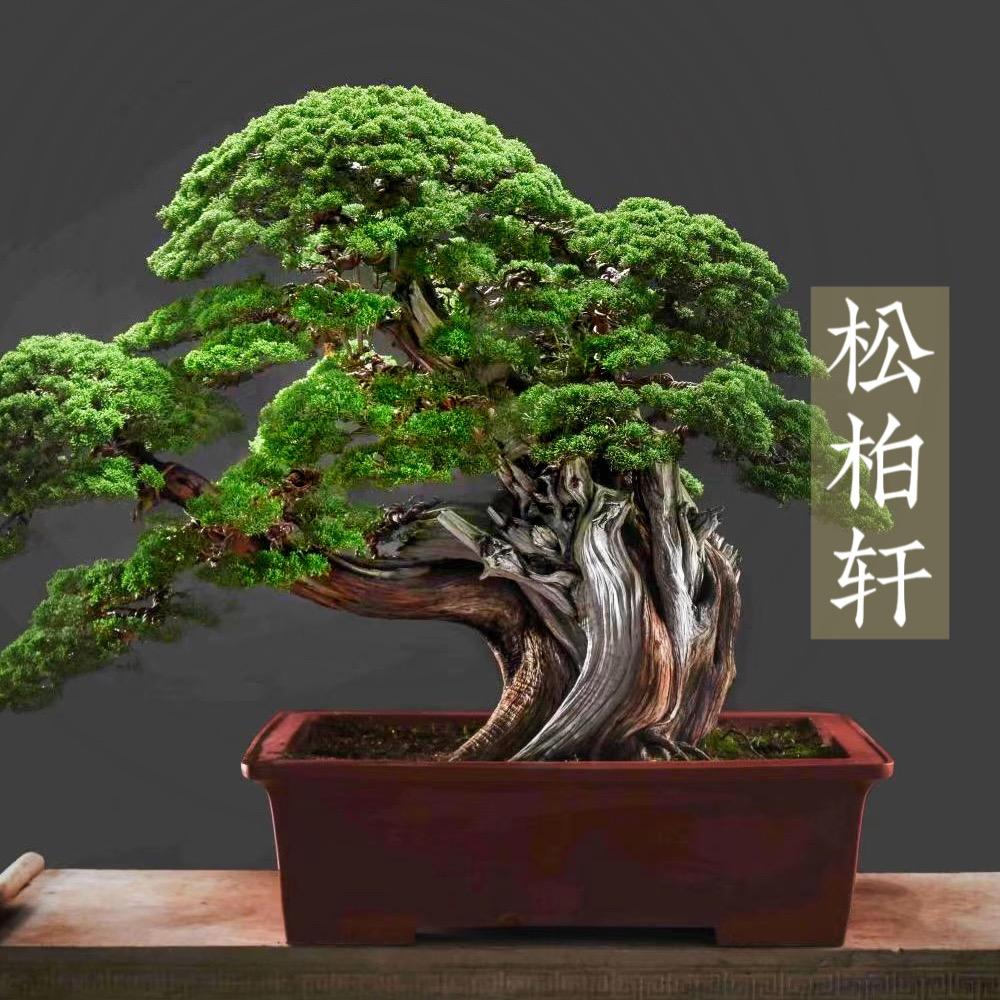 松柏轩