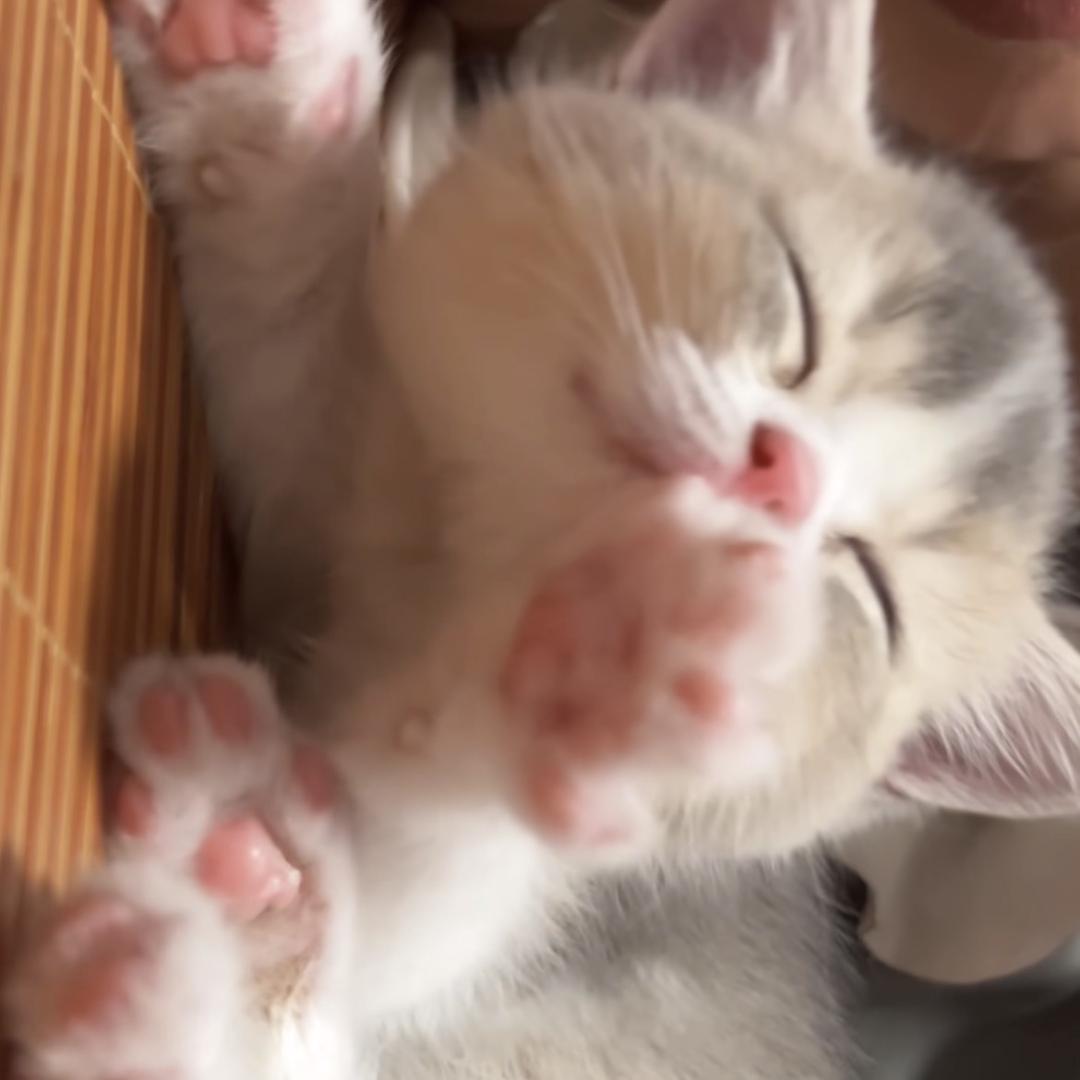 猕猴桃的幸福生活