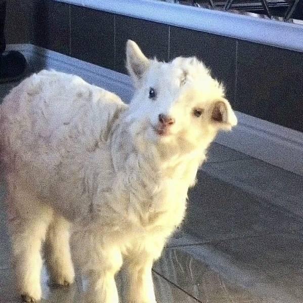 小🐑走丢了