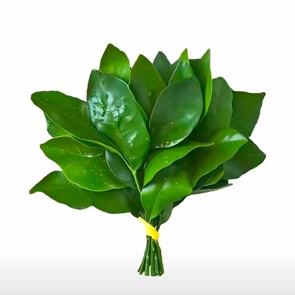 ˙Ꙫ˙