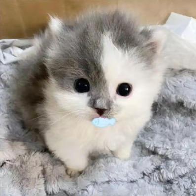 赐我一把绝情刀