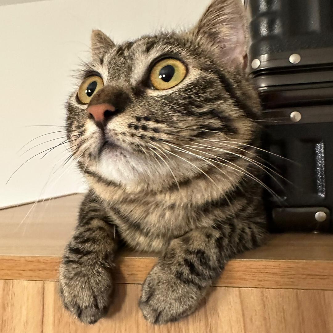 图图猫潮玩