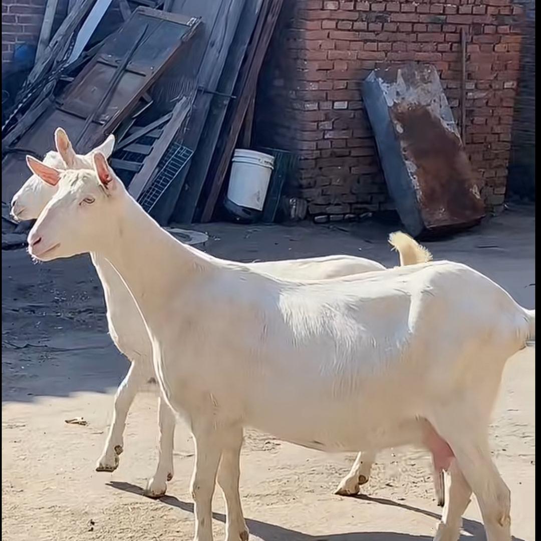 农村萨能奶山羊养殖基地