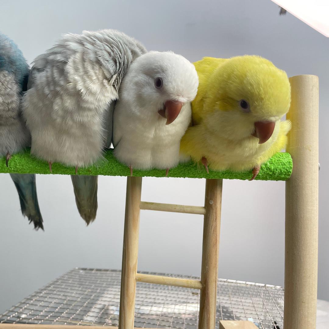 鹦鹦学语