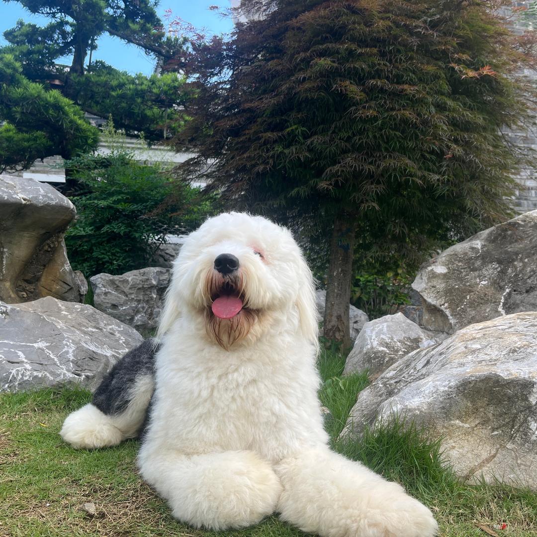 狗灯光