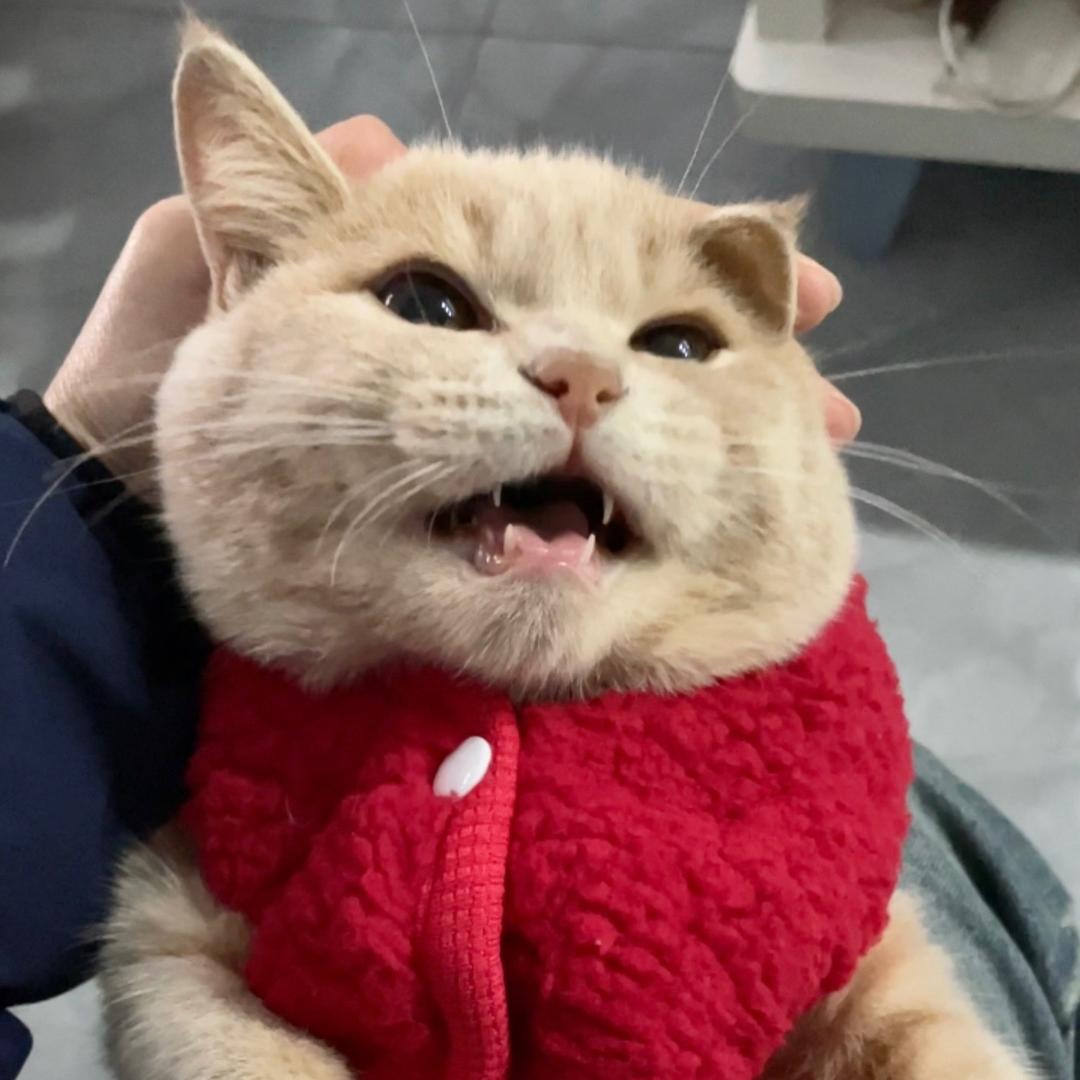 发呆的香辣鸡翅D