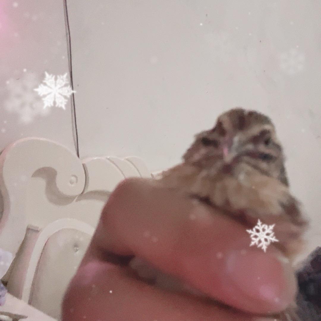 富余斗鹌精品屋