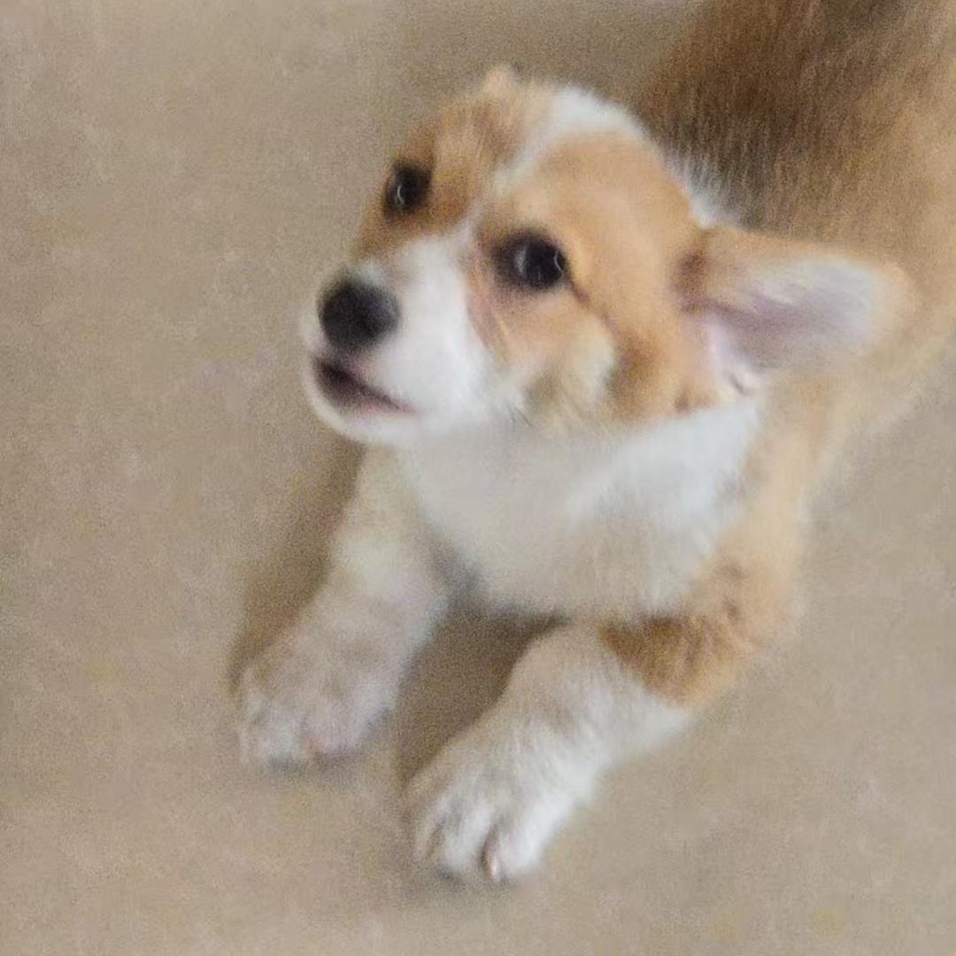 旺旺是只小柯基