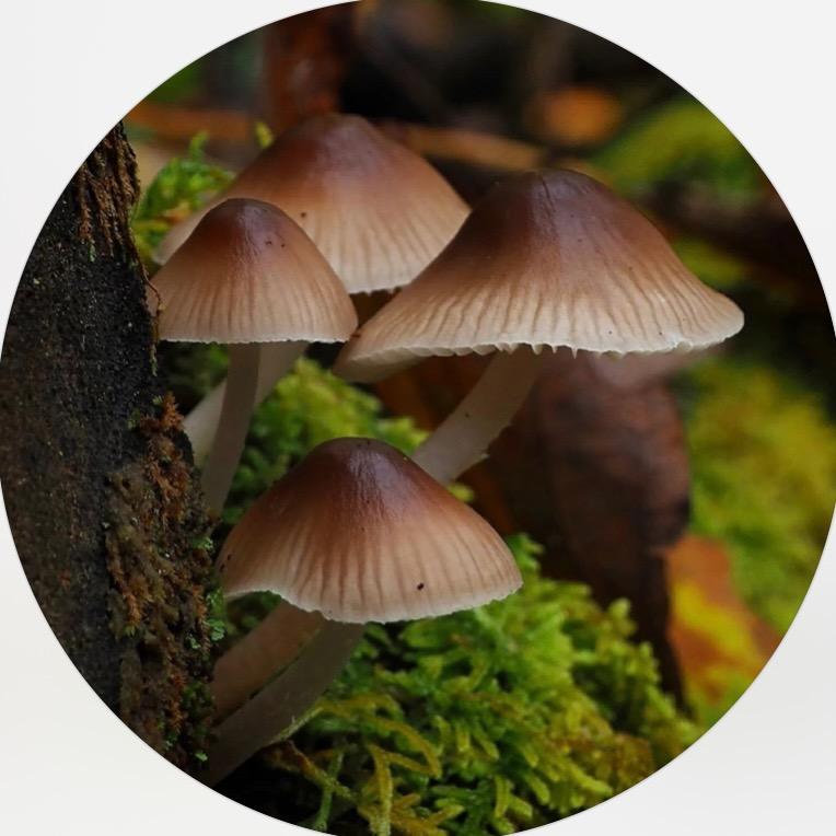 我在山上捡菌子