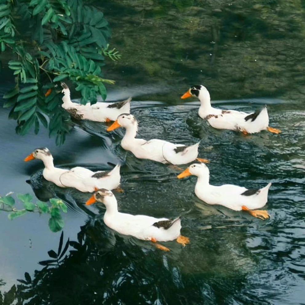 达满贯