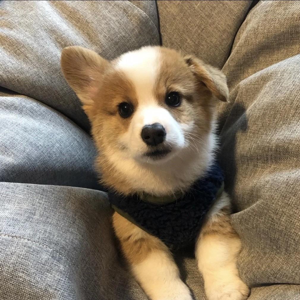🧣