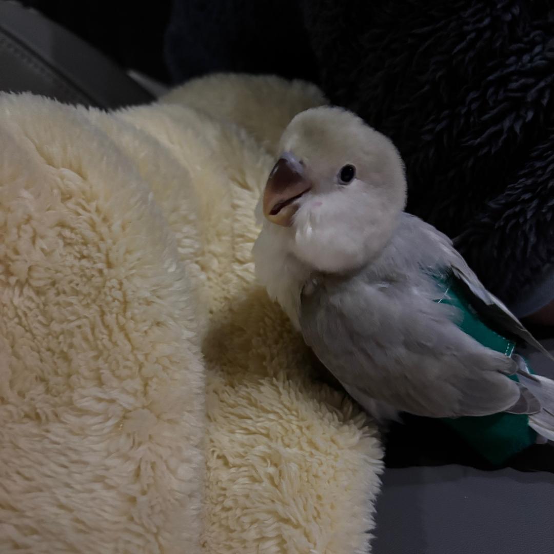 加绒加厚打底衫女装工厂