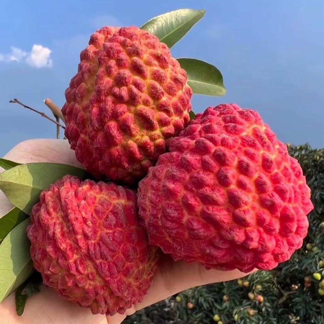 嘉兴高货水果批发