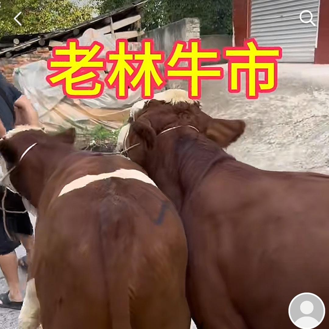 老林牛市