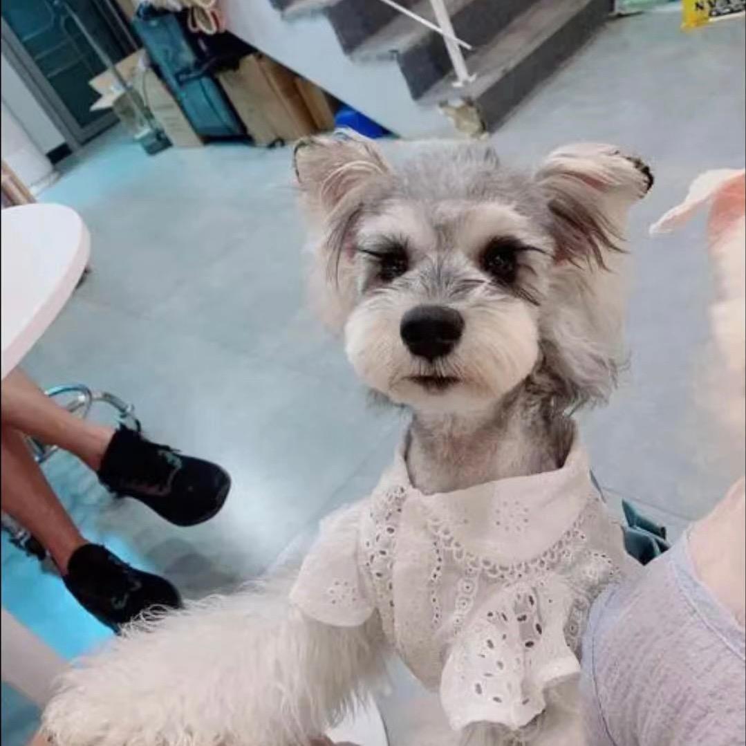 多米米是雪纳瑞吖🐶