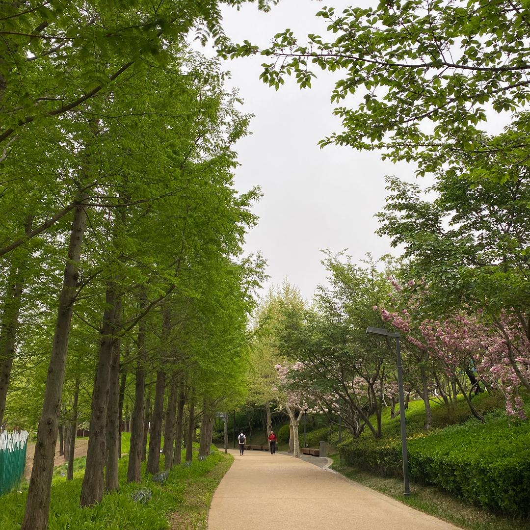 人间四月天🌻
