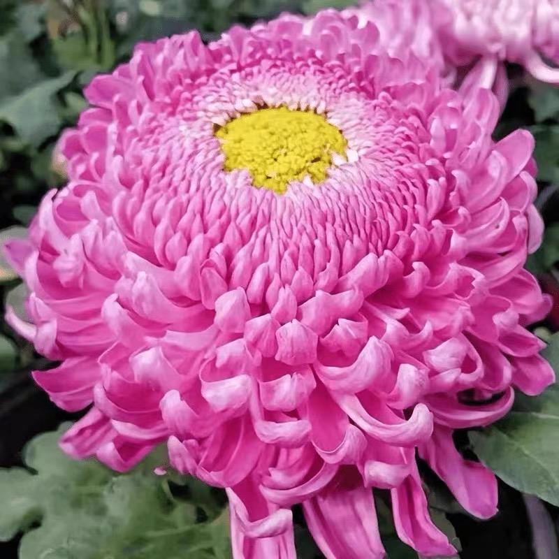 千彩花卉培育基地