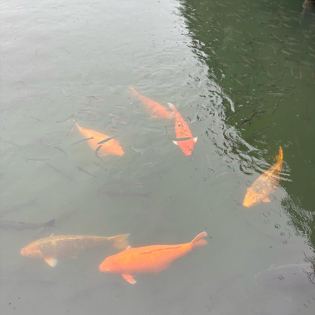 末世先斩小圣㽖头像