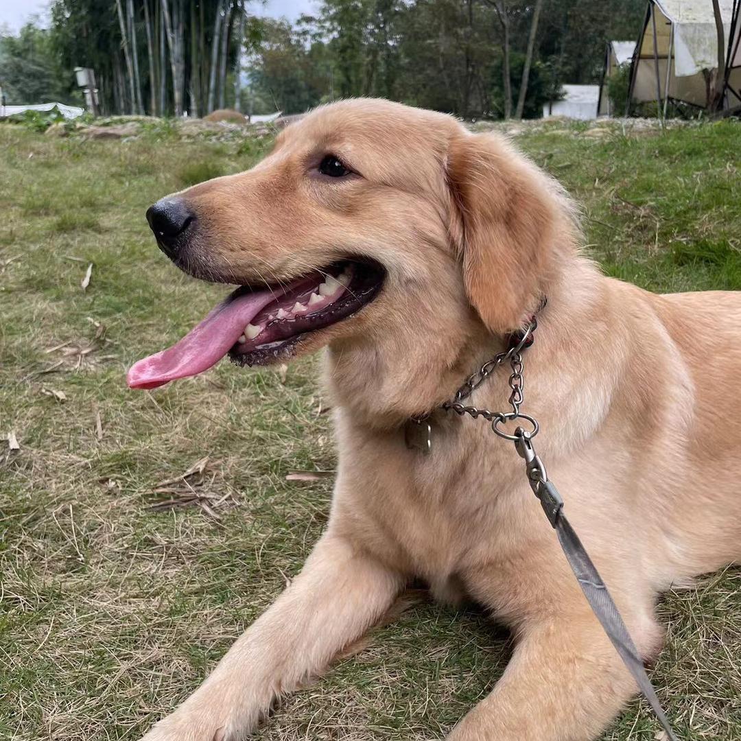 元宝是小金毛🐶
