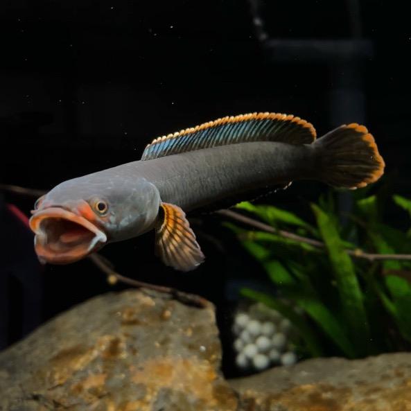 章鱼哥的雷龙店2号