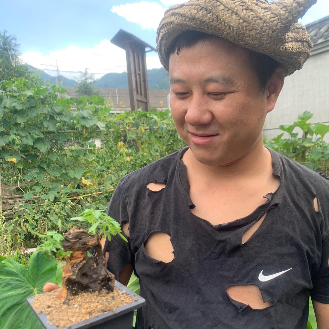 老表绿植店