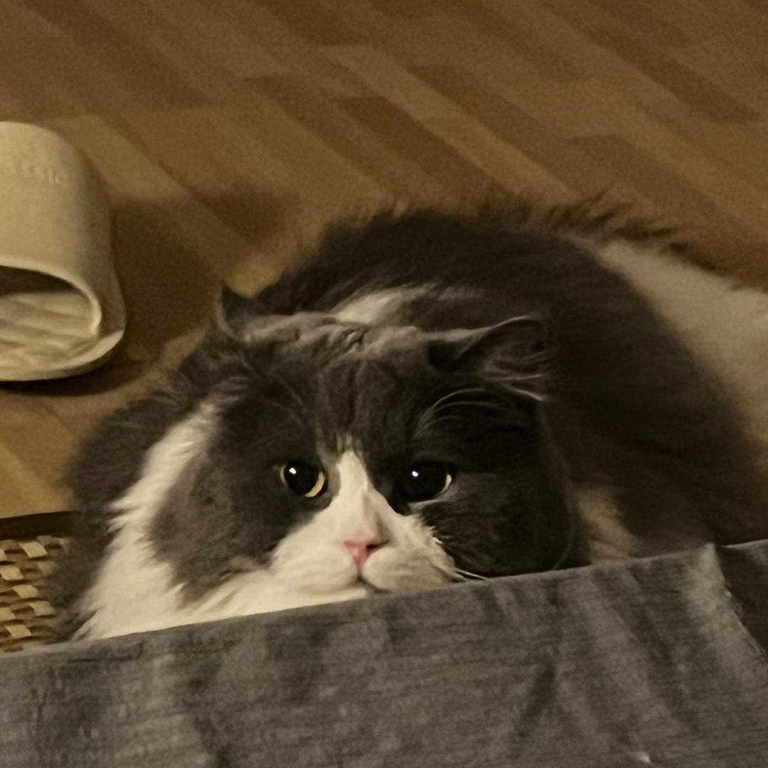 嗷呜啊