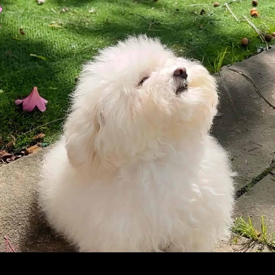 🐶