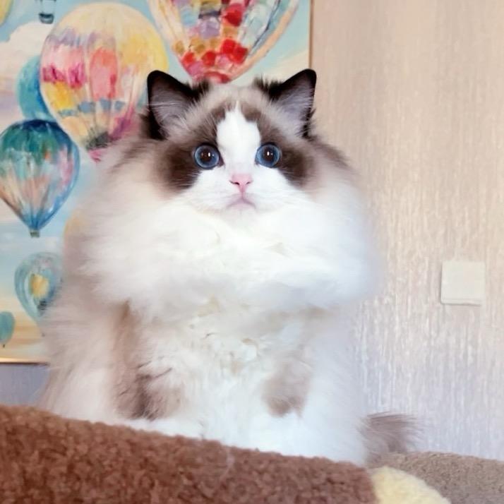 家有猪咪咪