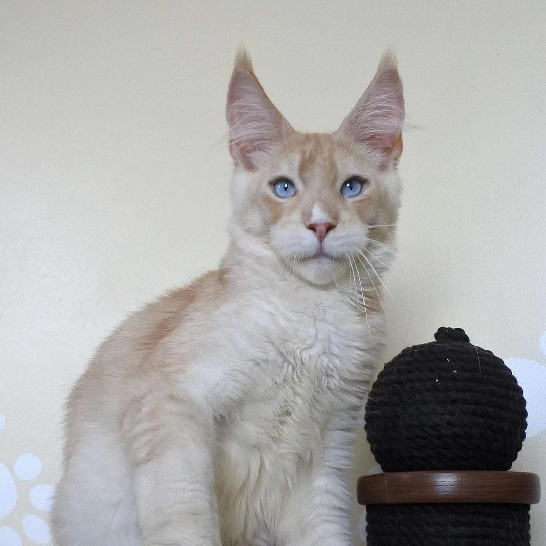 厦门缅因猫直播号