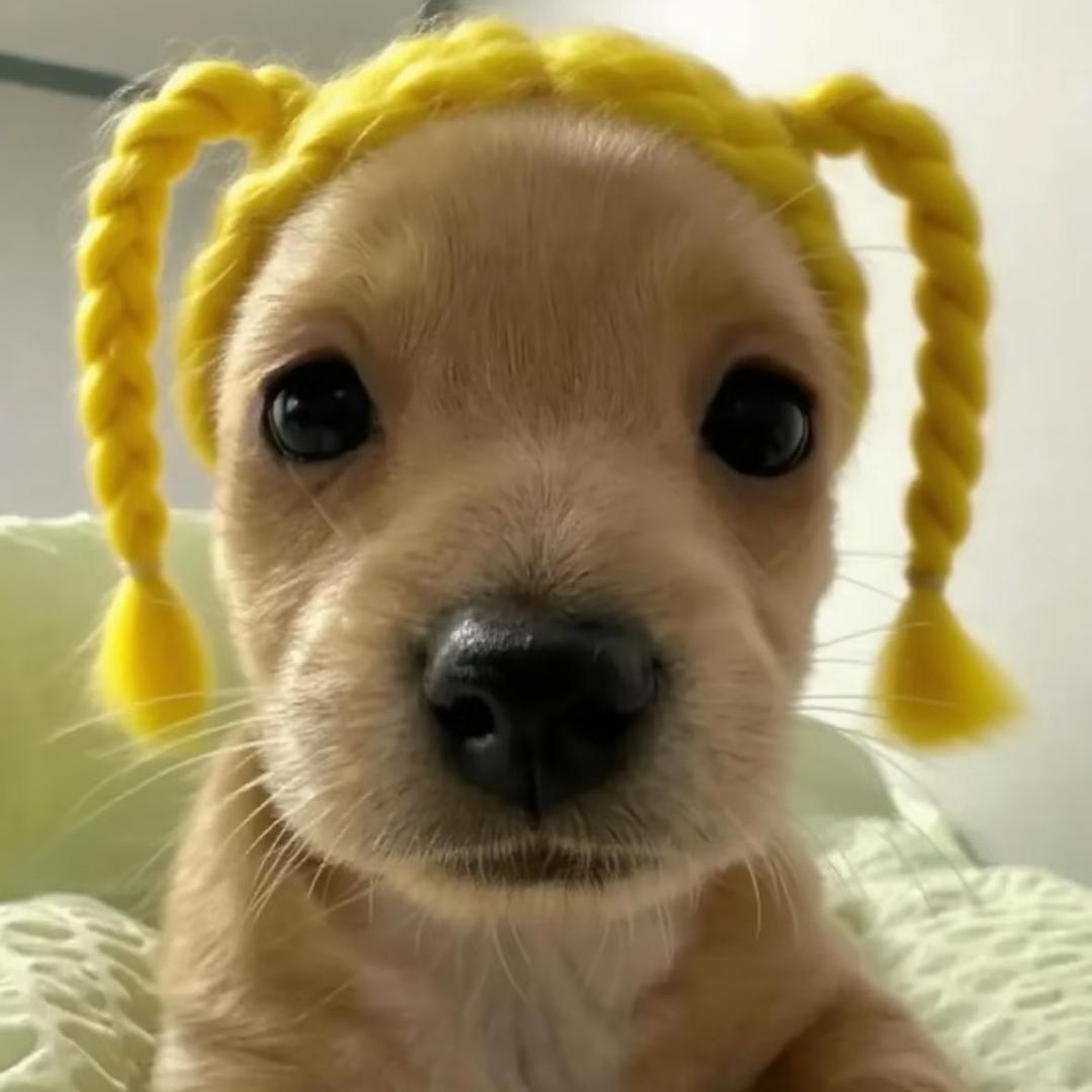耶lolo