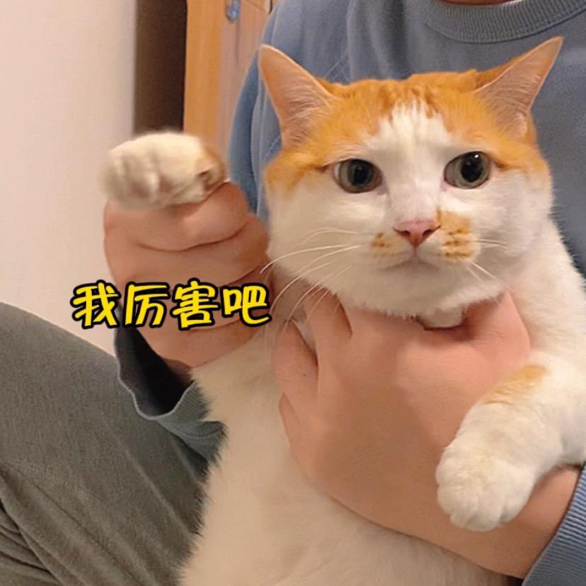 奥力丽的猫妹和蛋仔