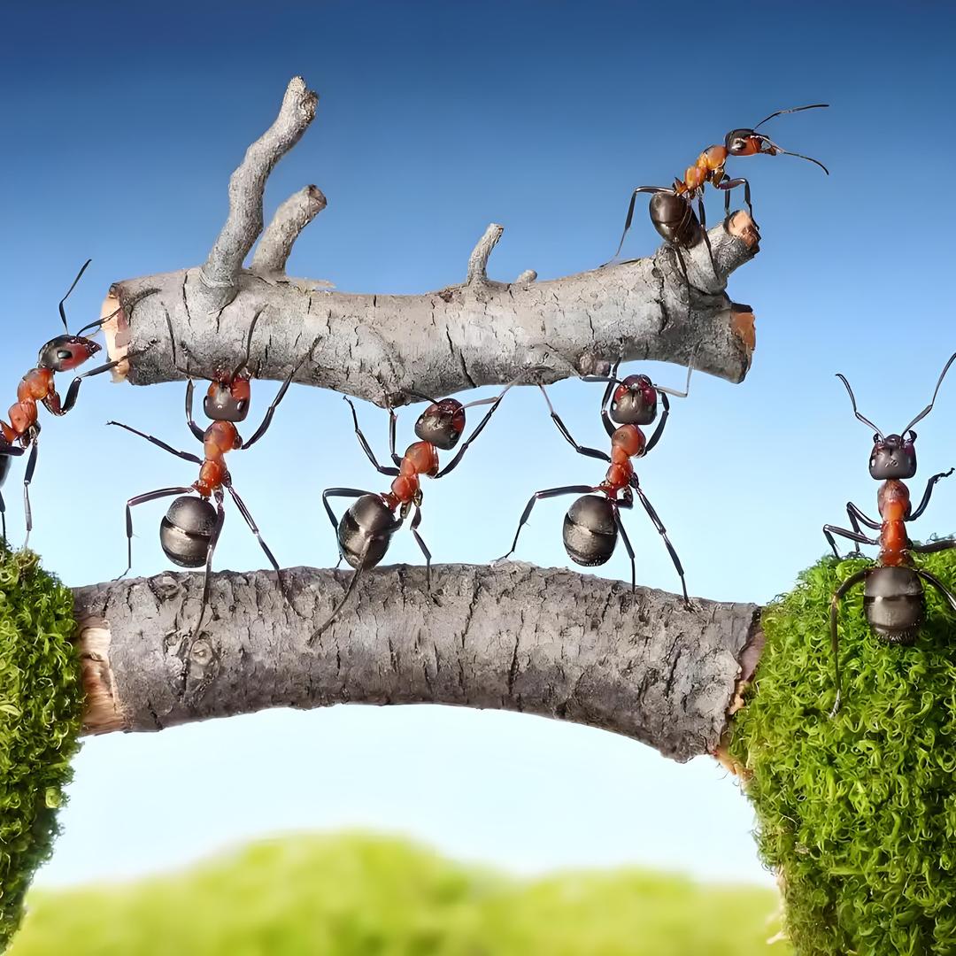 小蚂蚁🐜