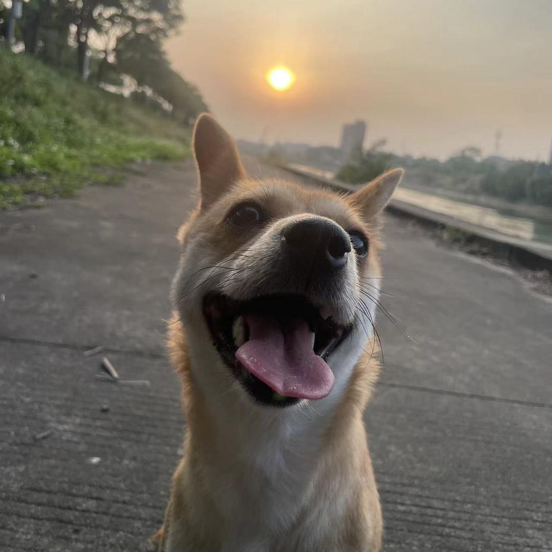 糕糕是条土狗