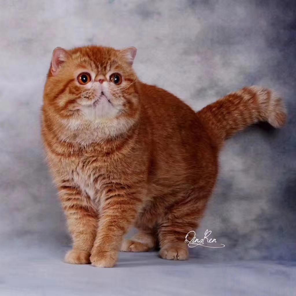 火焰加菲猫-西瓜太郎
