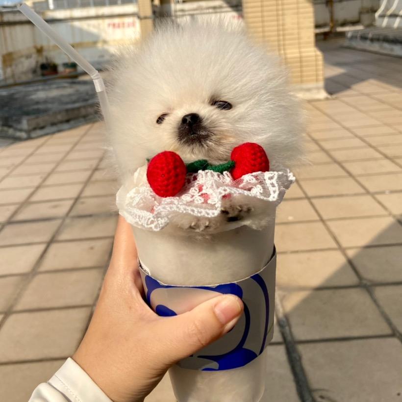 🍭棒棒糖是只小鼻噶（超小体博美）