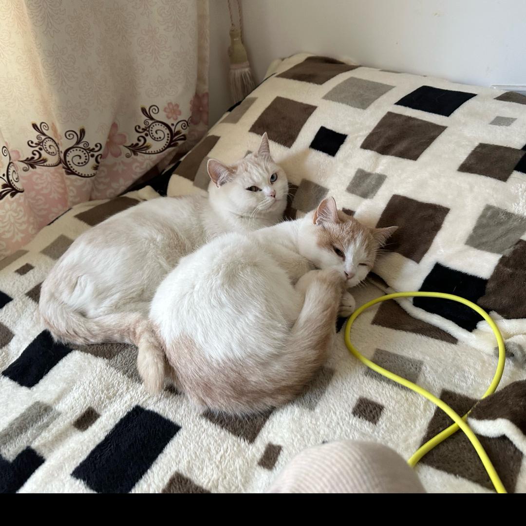 花贝宠物用品工厂店