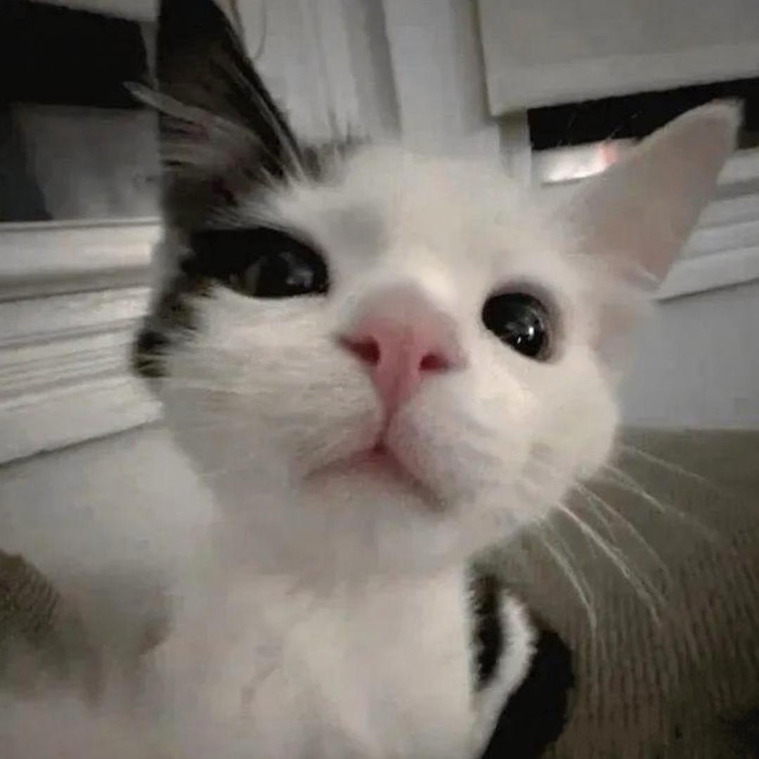 脏脏猫