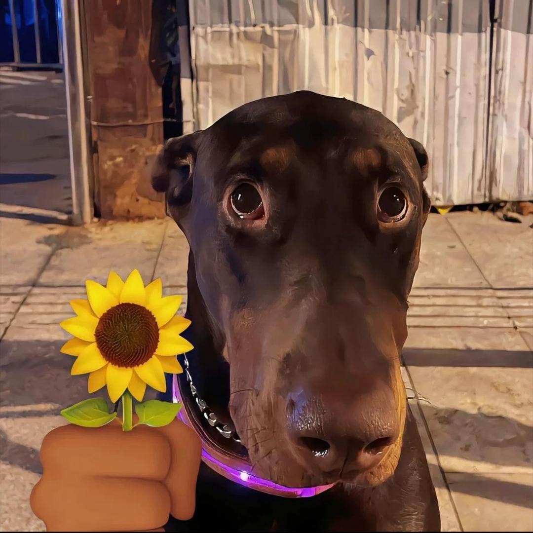 罗密欧与猪过夜