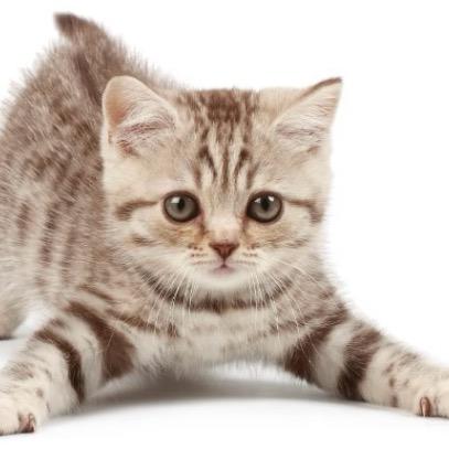 千珍万宠—芝芝