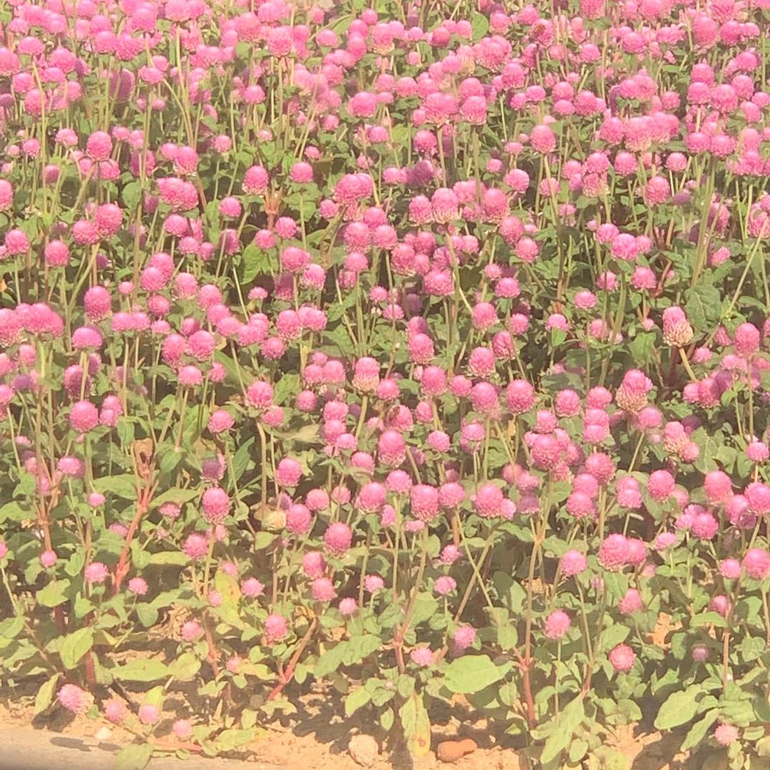 郑姐 🌹