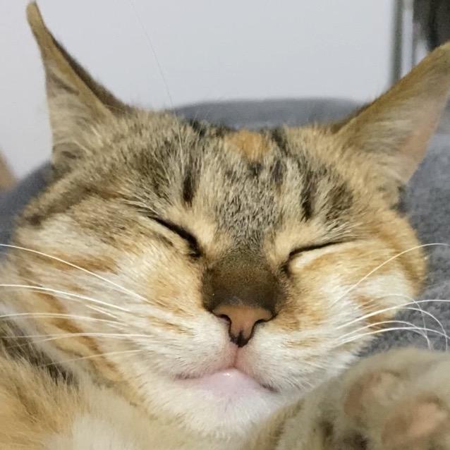 二萌