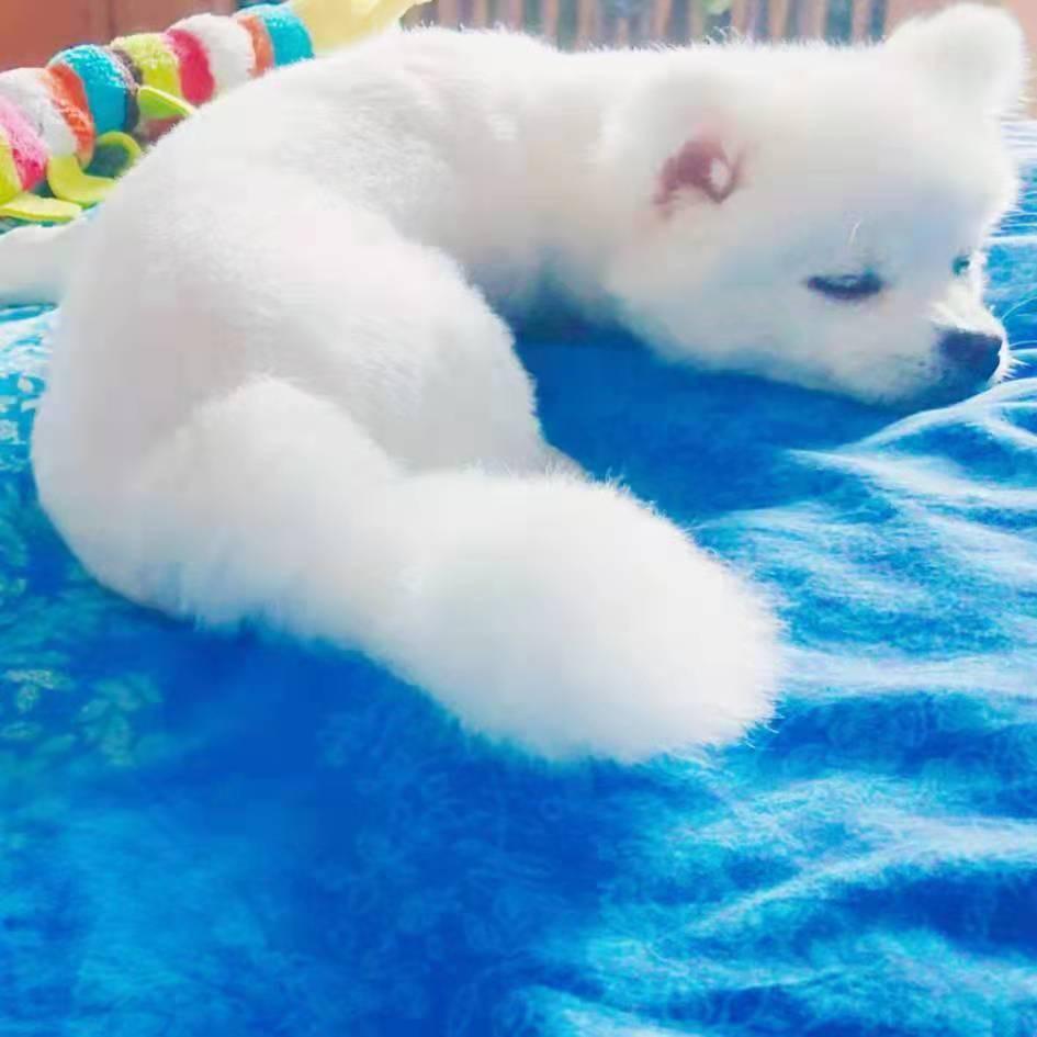 小白狐