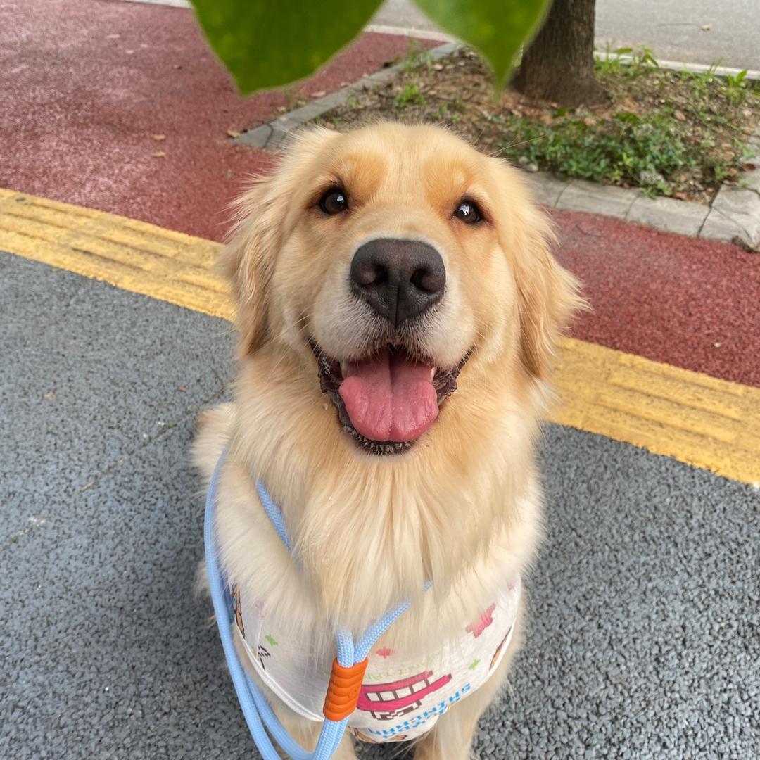 Domi成长日记