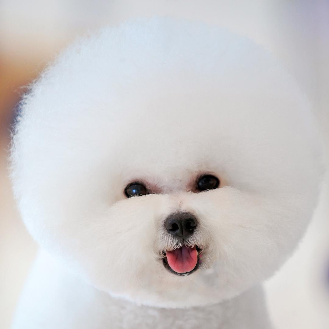 飞鱼比熊犬舍