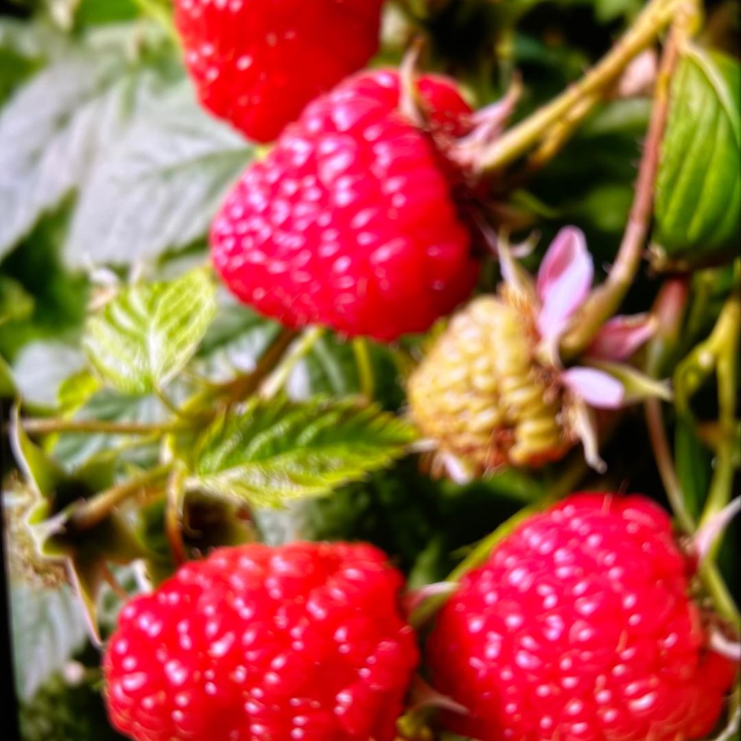 勐海县伍岳普茶行