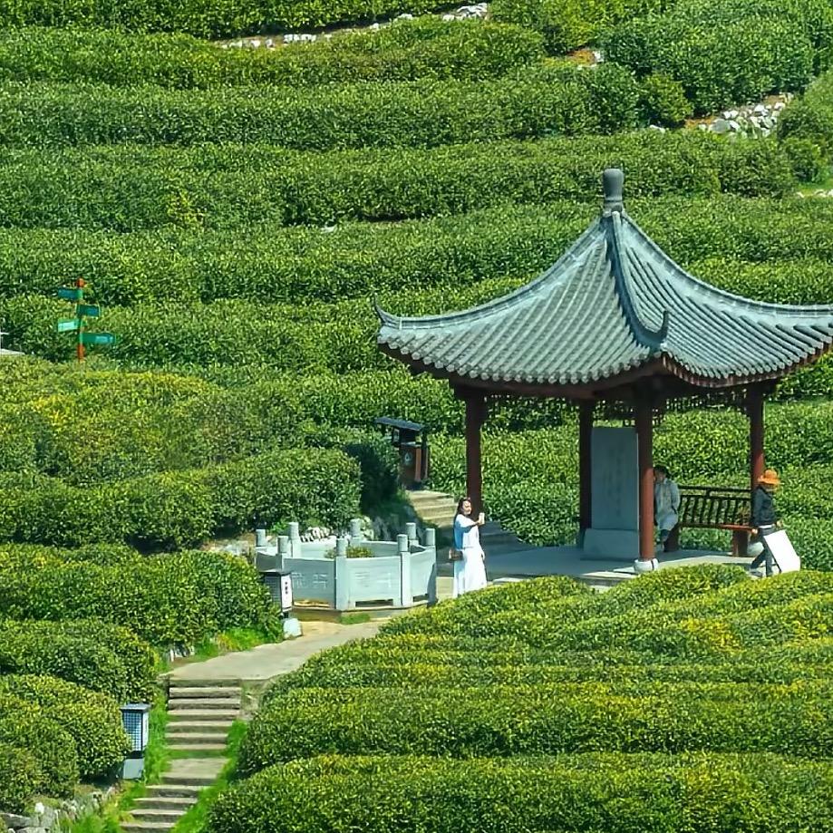 云雾茶舍