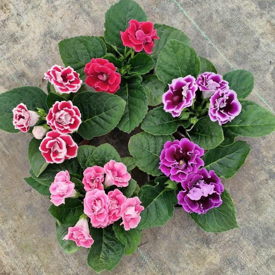 百花缘花卉园艺
